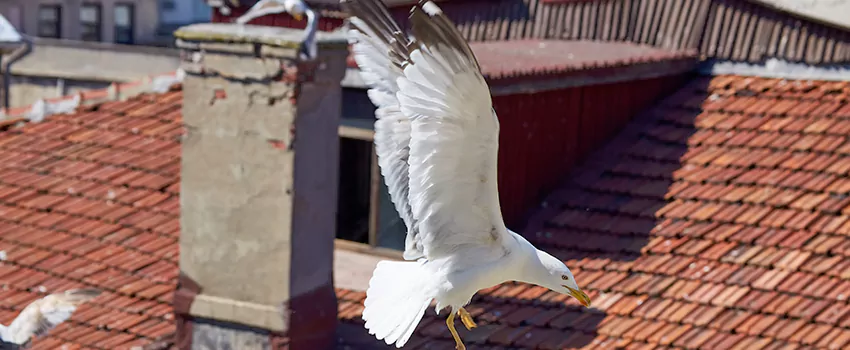 Residential Chimney Animal Removal Solution in North Royalton, OH