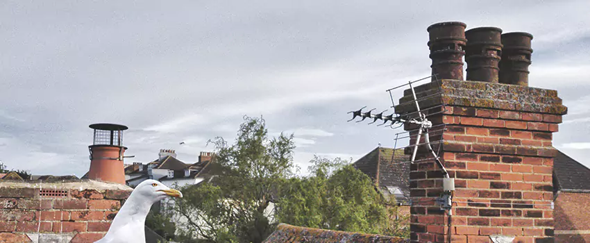 Chimney Cleaning And Restoration in North Royalton, Ohio